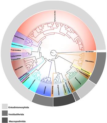 Trichostomatid Ciliates (Alveolata, Ciliophora, Trichostomatia) Systematics and Diversity: Past, Present, and Future